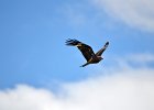 Zwarte wouw (oostelijk) (black-eared kite) Milvus migrans lineatus  - Khogno  Khan 11-08-2016 (1)